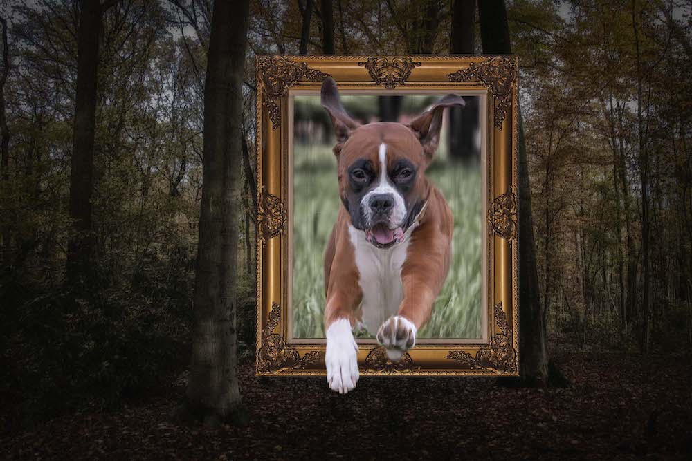 HOnd door kader  - Xavier Van Suetendael